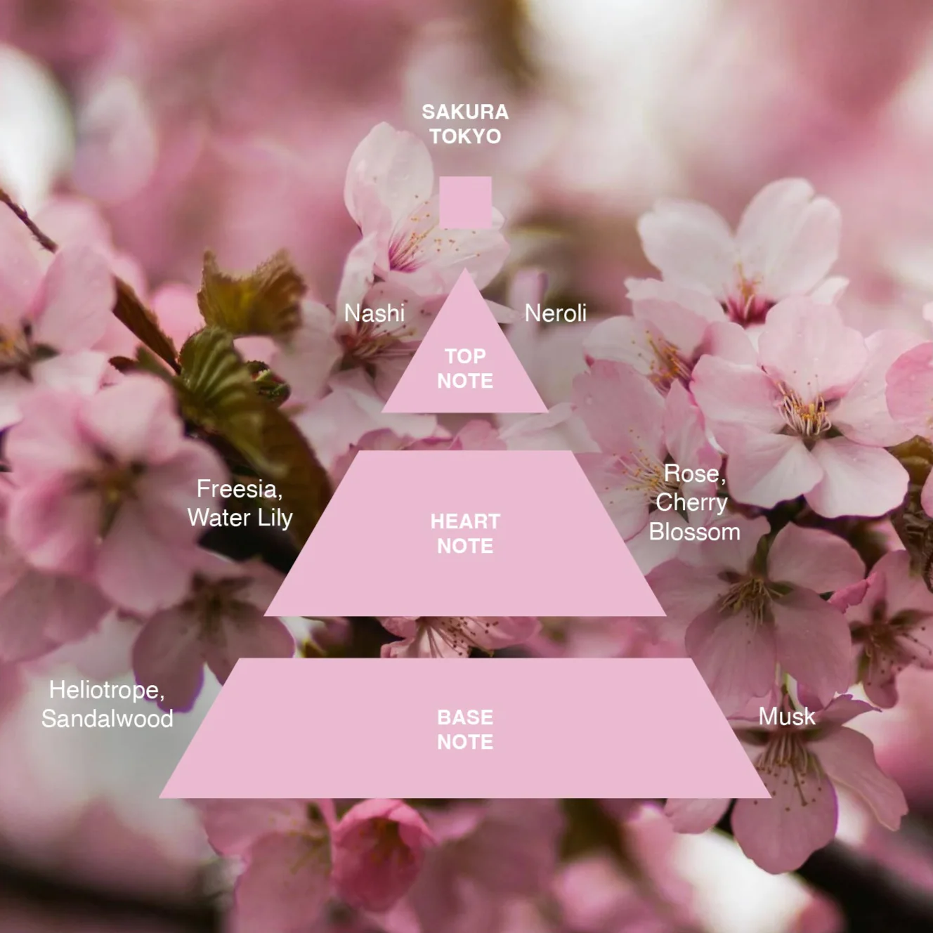 Sample Vial - Acca Kappa Sakura Eau de Parfum - Image 2